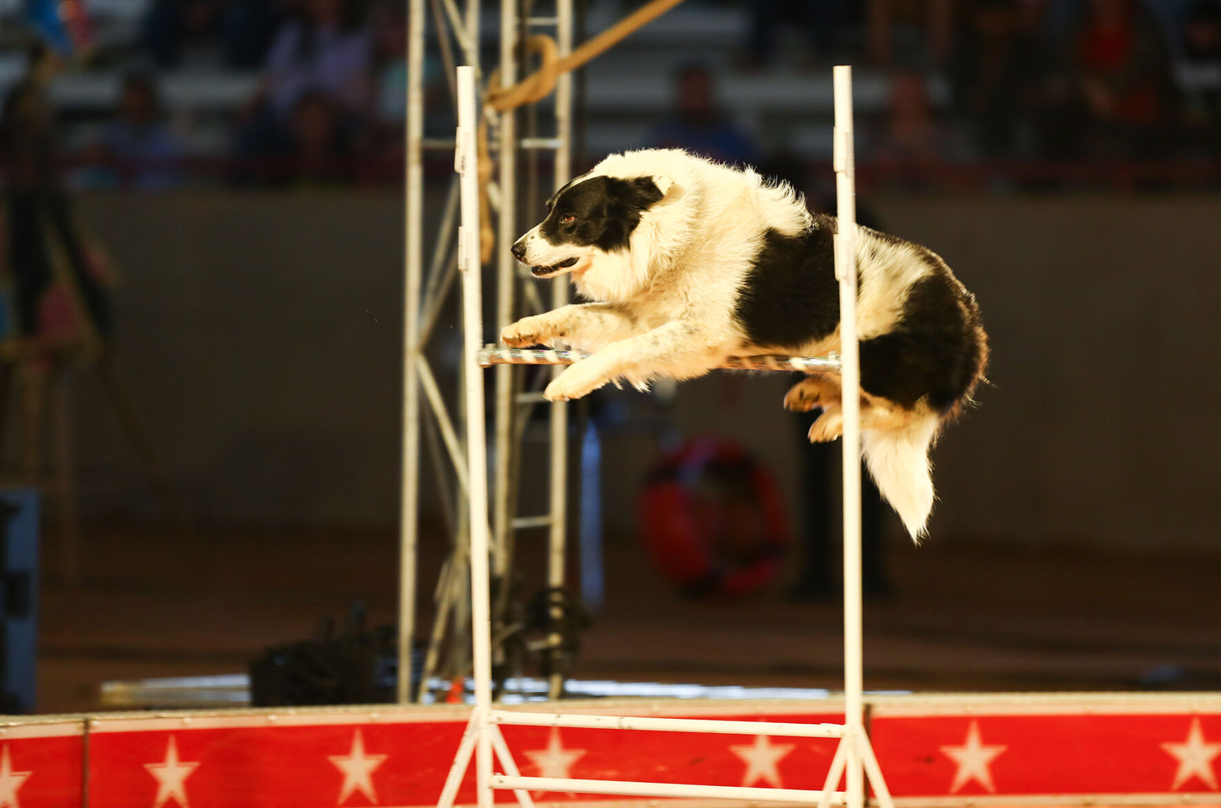 Carden Circus